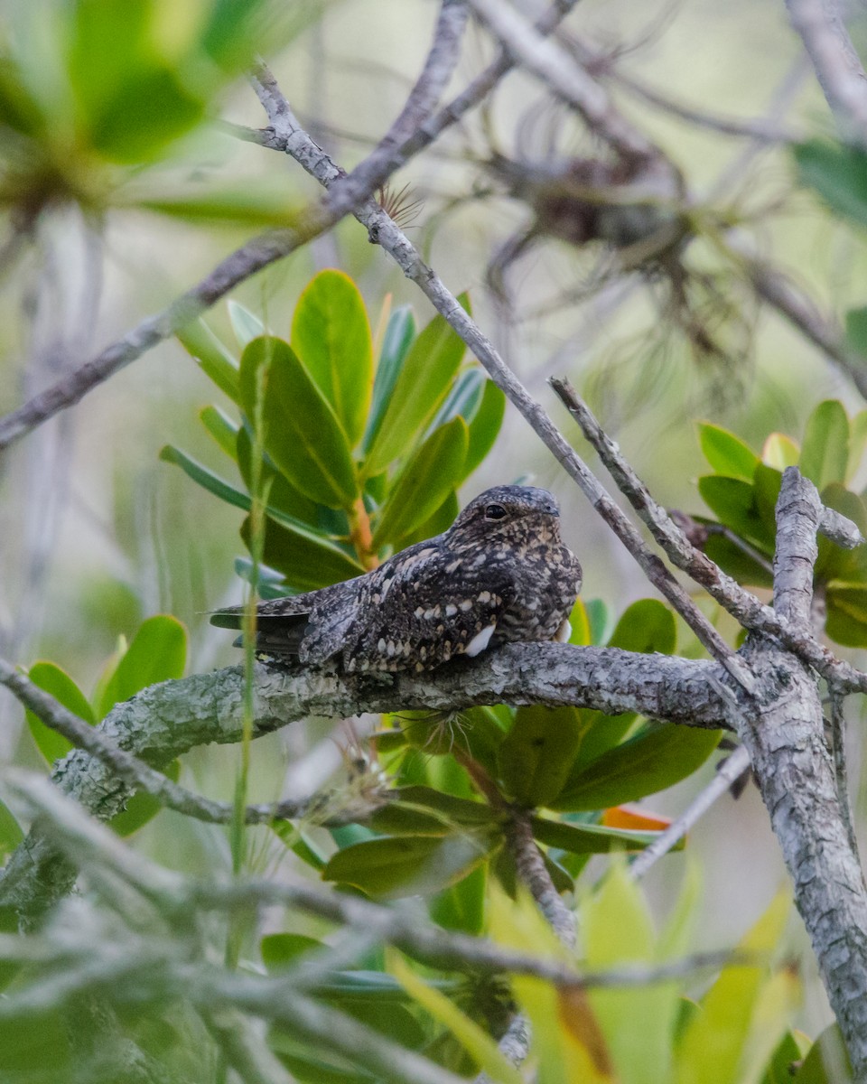 Lesser Nighthawk - ML641074533