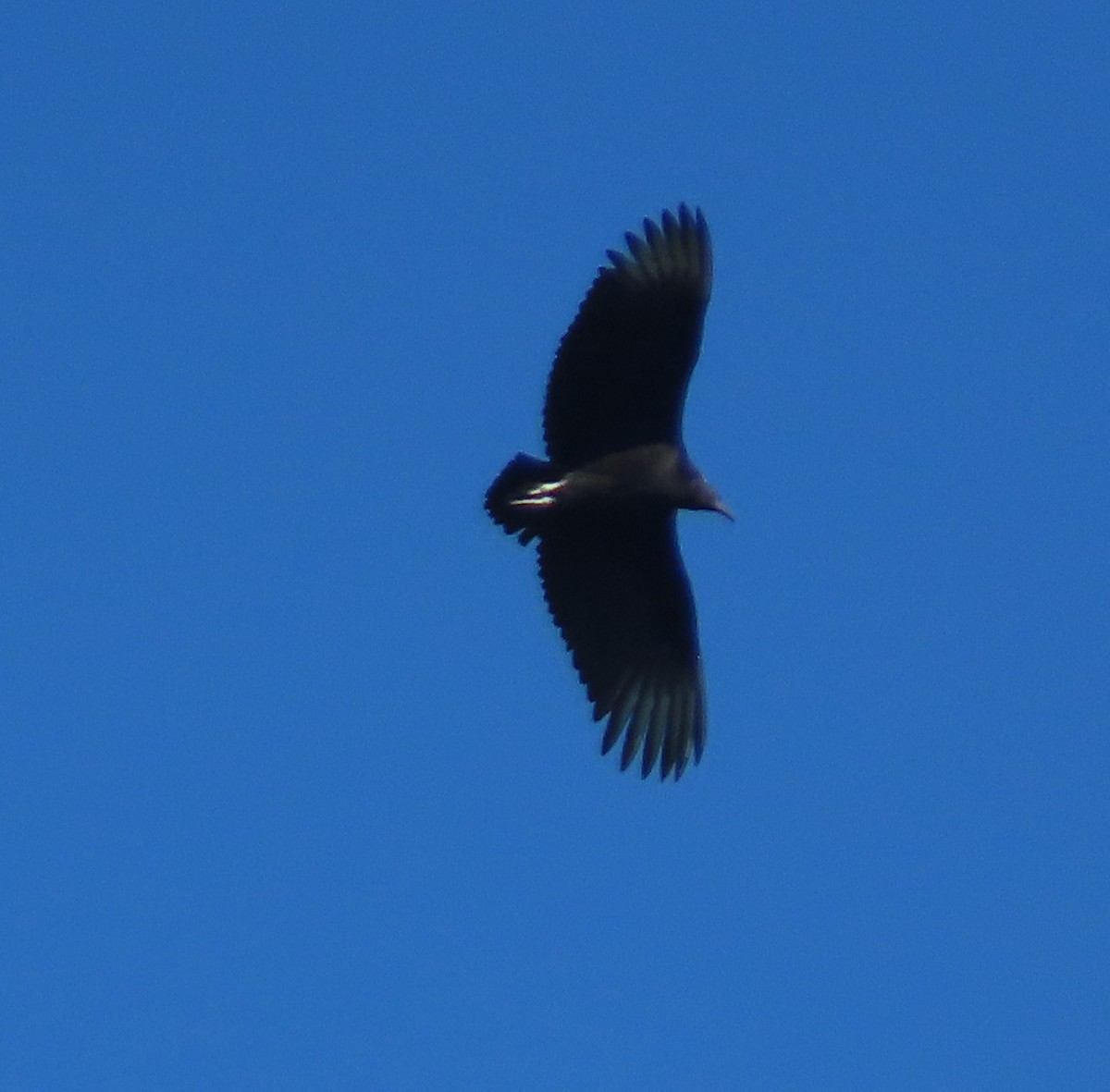 Black Vulture - ML641074545