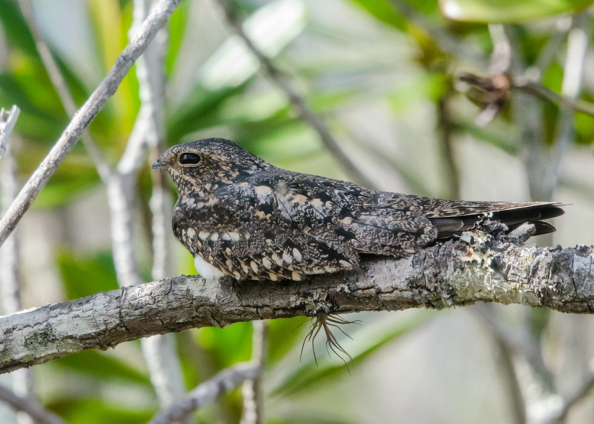 Lesser Nighthawk - ML641074547