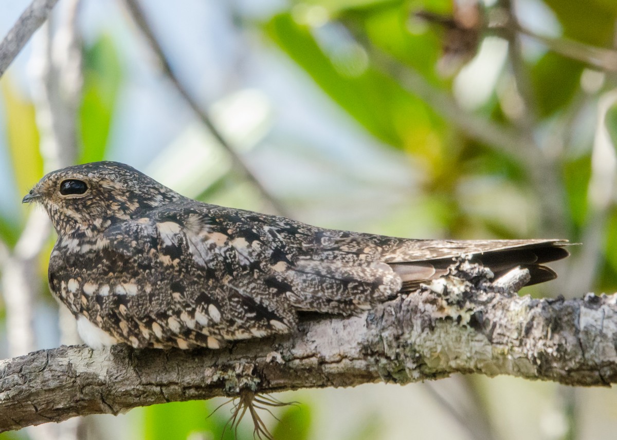 Lesser Nighthawk - ML641074551