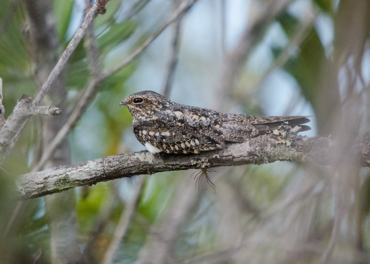 Lesser Nighthawk - ML641074553