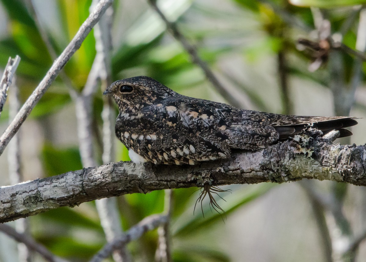 Lesser Nighthawk - ML641074554