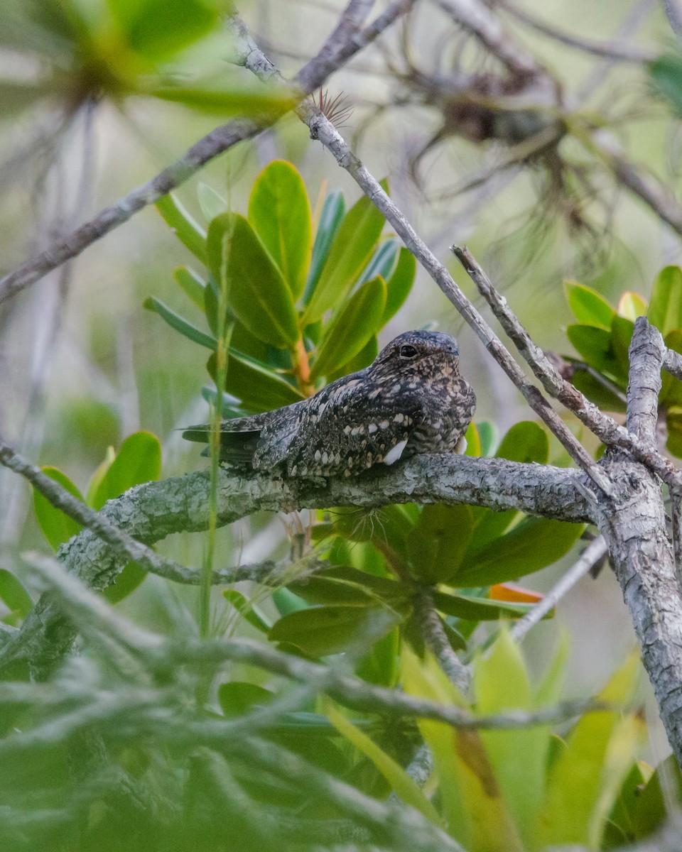 Lesser Nighthawk - ML641074556