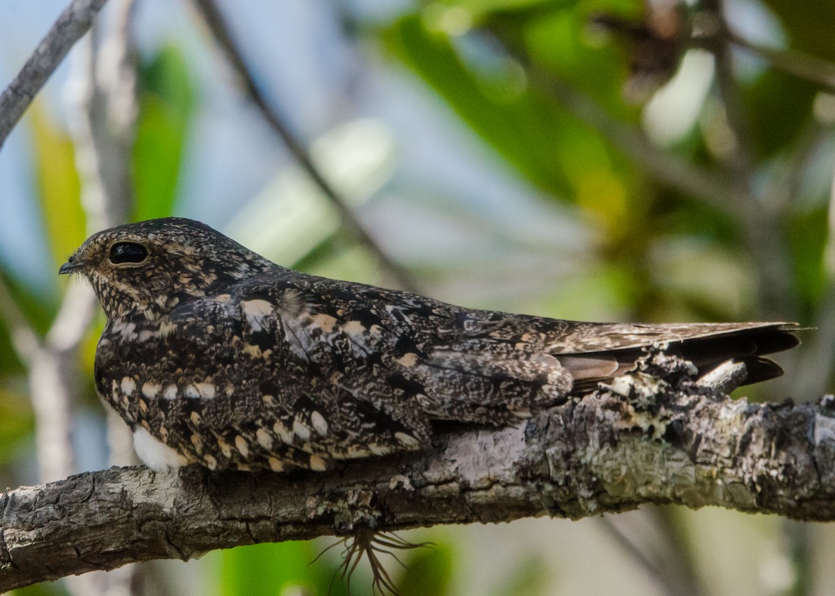 Lesser Nighthawk - ML641074558