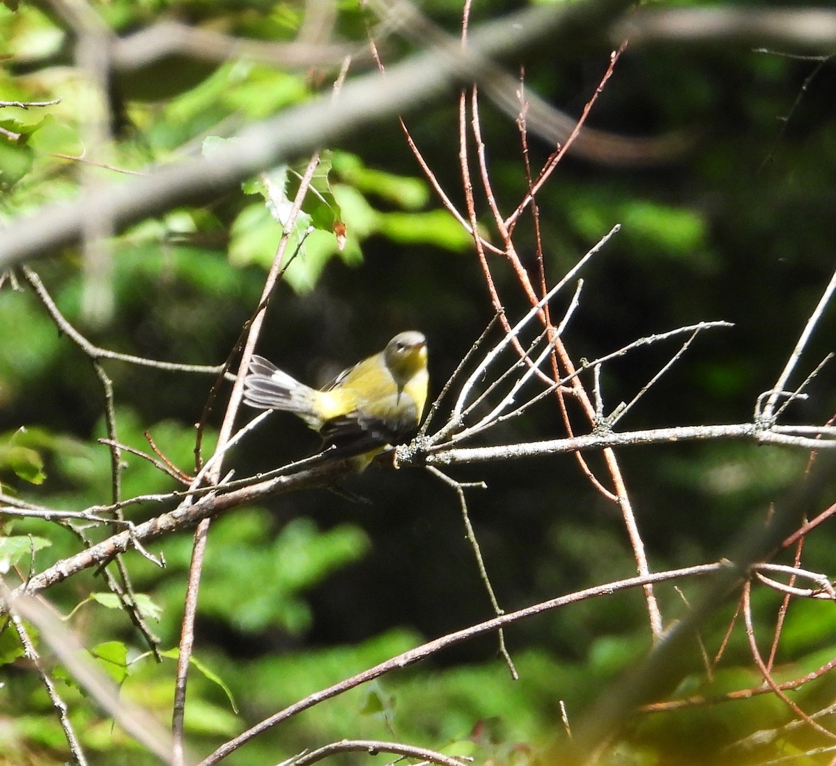 Magnolia Warbler - ML641074560