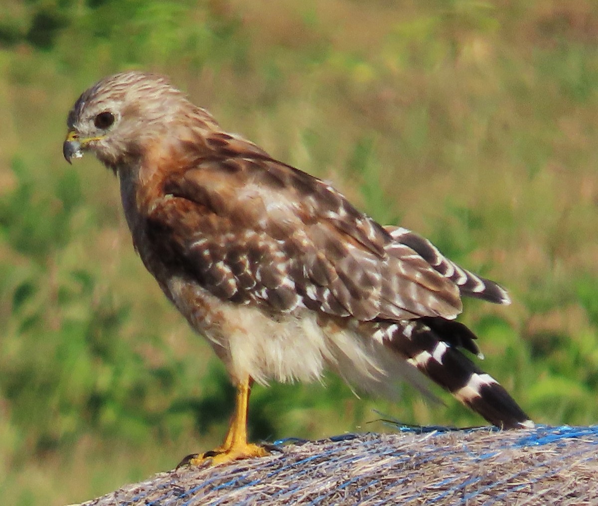Red-shouldered Hawk - ML641074561