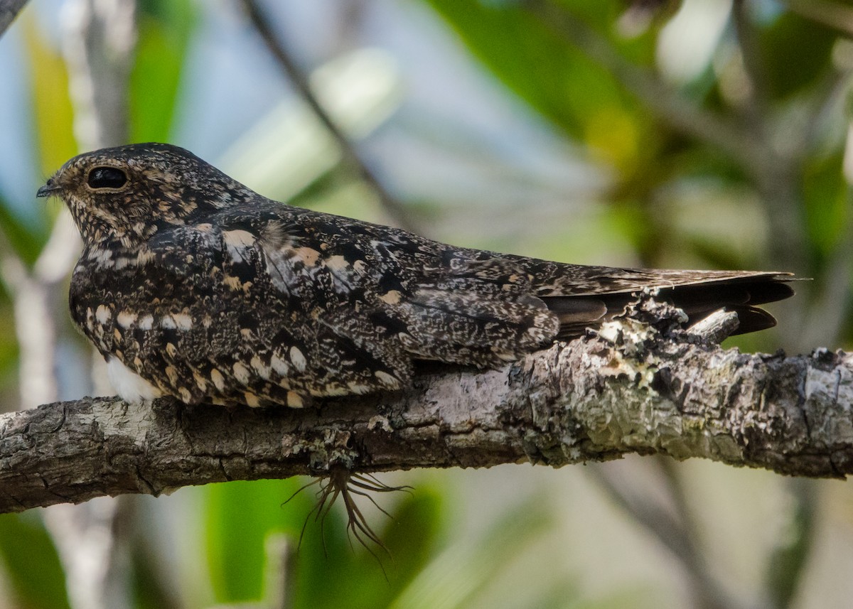 Lesser Nighthawk - ML641074566
