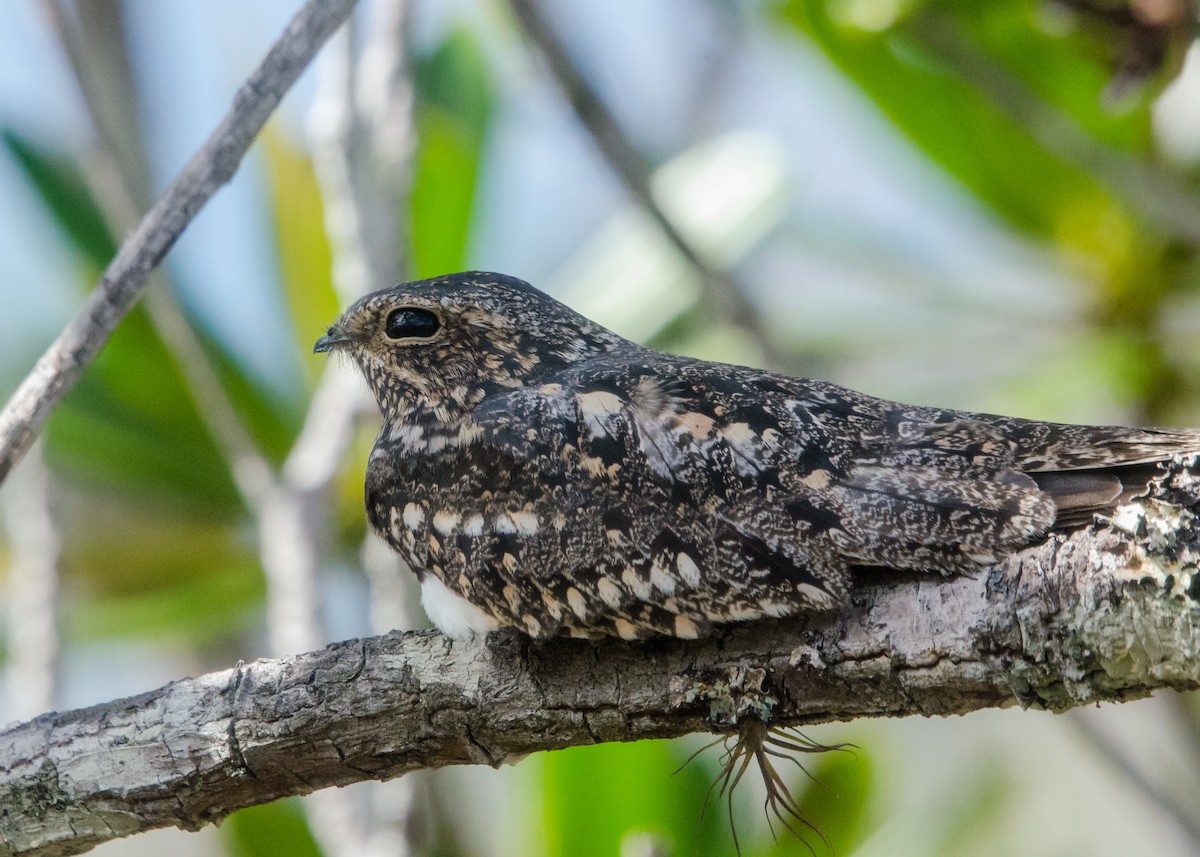 Lesser Nighthawk - ML641074567