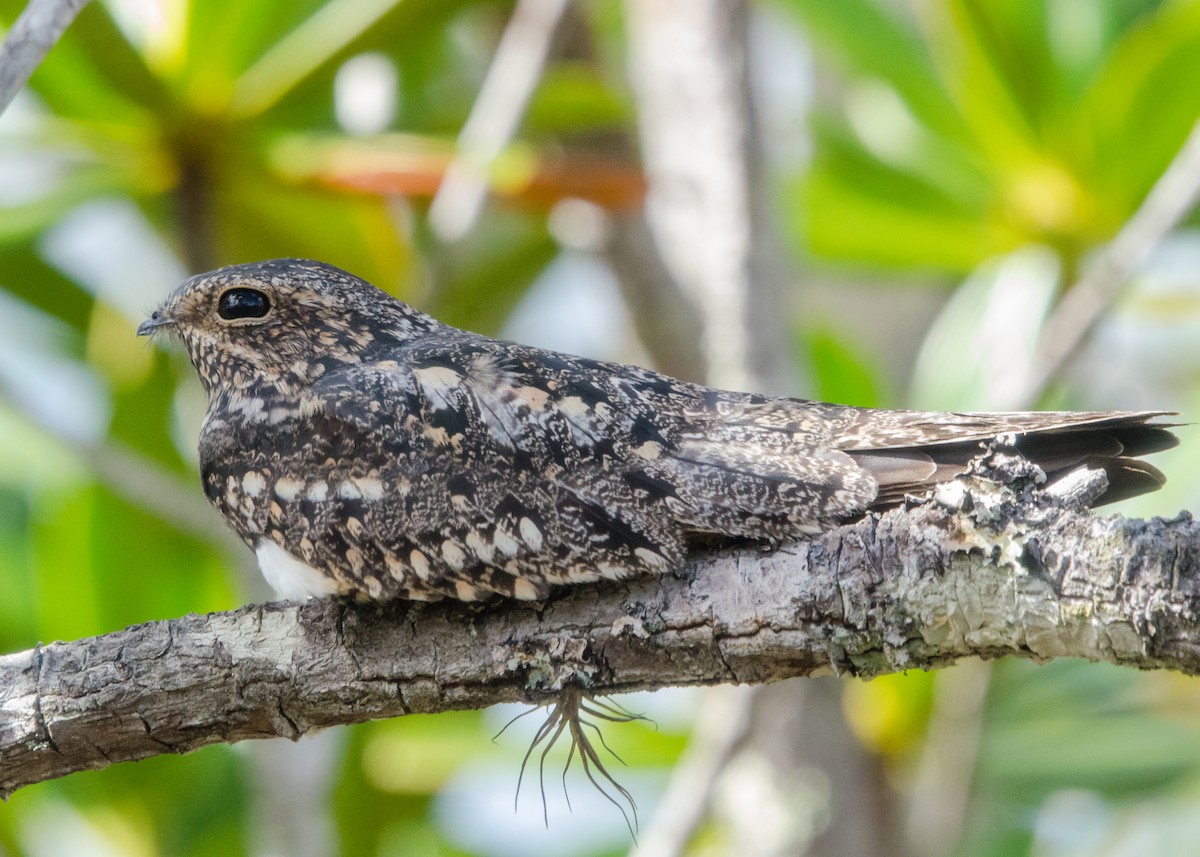 Lesser Nighthawk - ML641074585