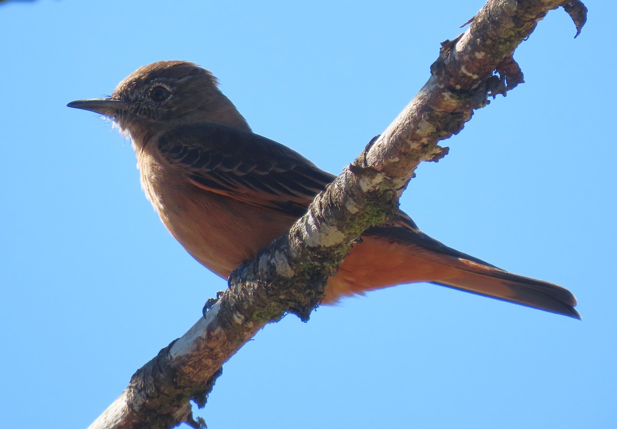Cliff Flycatcher - ML641074589