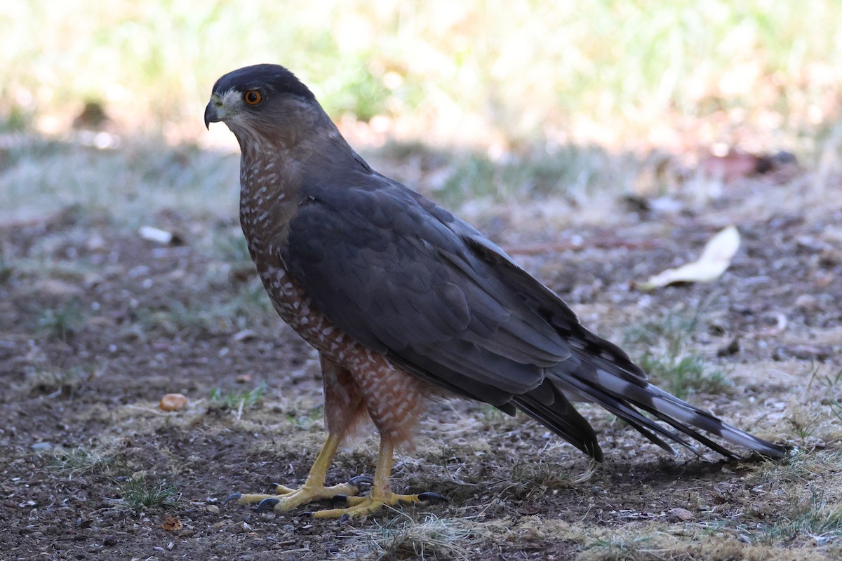 Cooper's Hawk - ML641074591