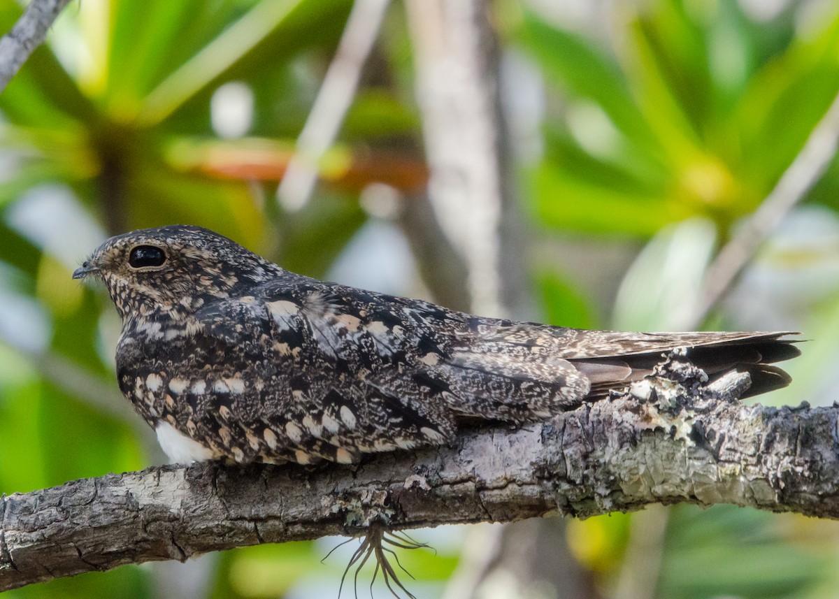 Lesser Nighthawk - ML641074594