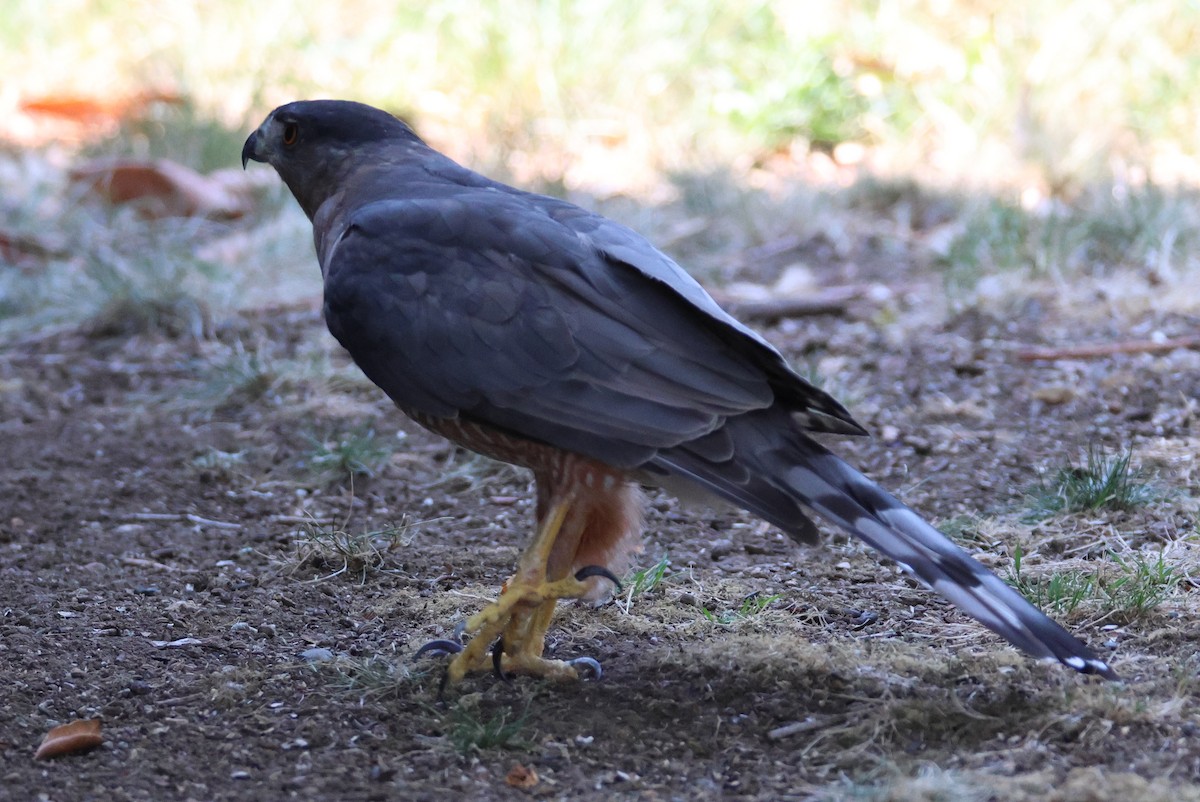 Cooper's Hawk - ML641074602
