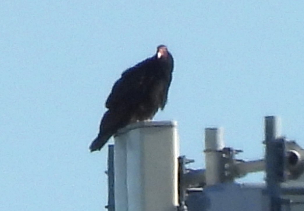 Turkey Vulture - ML641074608