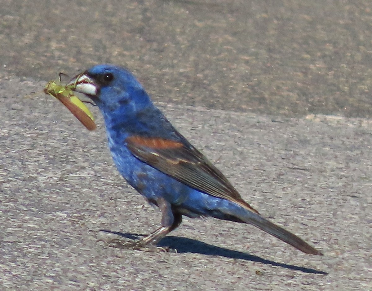 Blue Grosbeak - ML641074630