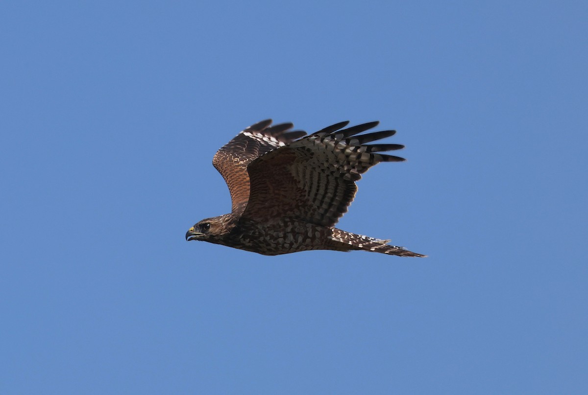 Red-shouldered Hawk - ML641074651