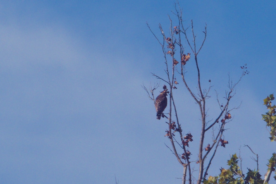 Red-shouldered Hawk - ML641074653
