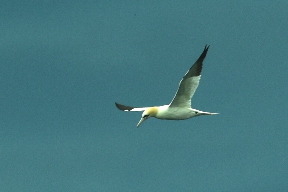 Northern Gannet - ML641074662