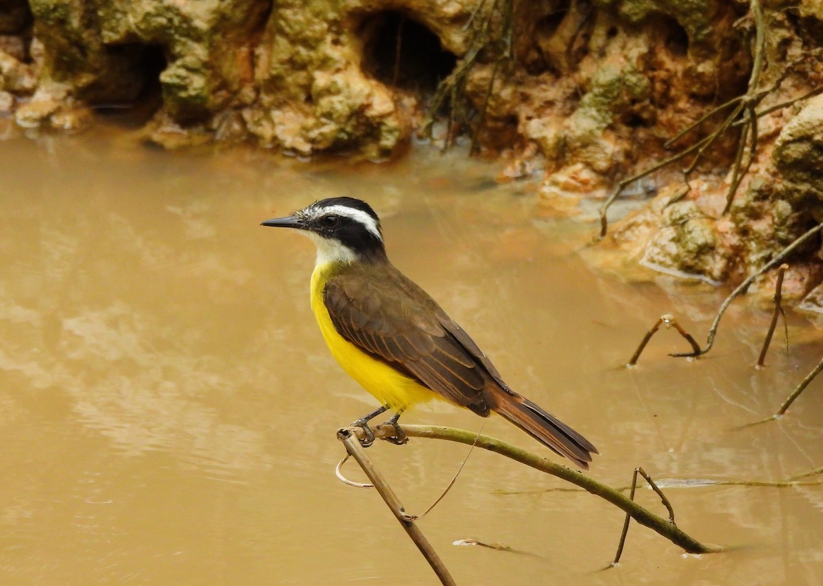 Lesser Kiskadee - ML641074664