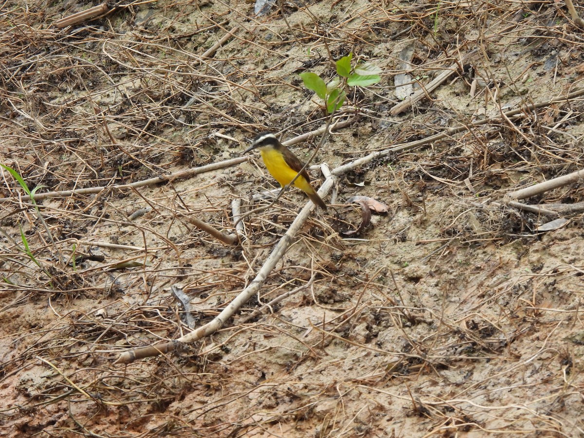 Lesser Kiskadee - ML641074665