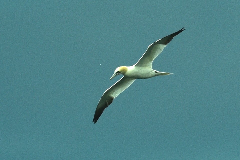 Northern Gannet - ML641074666