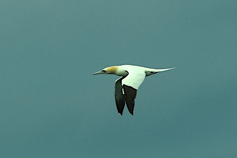 Northern Gannet - ML641074668