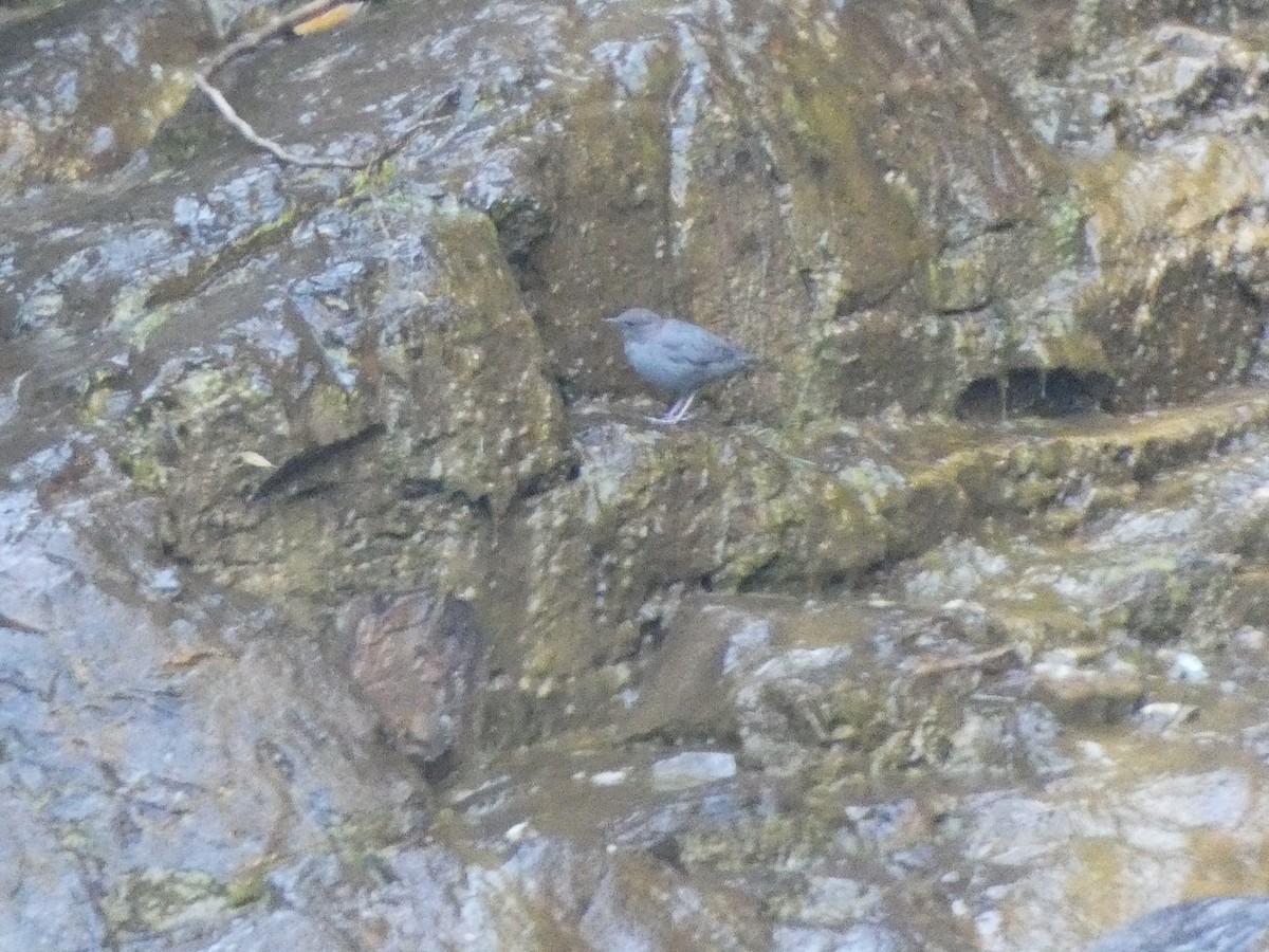 American Dipper - ML641074681