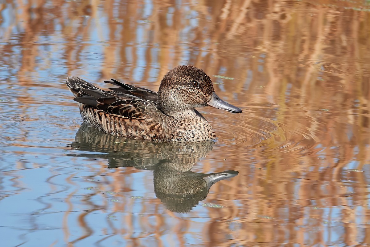Green-winged Teal - ML641074720