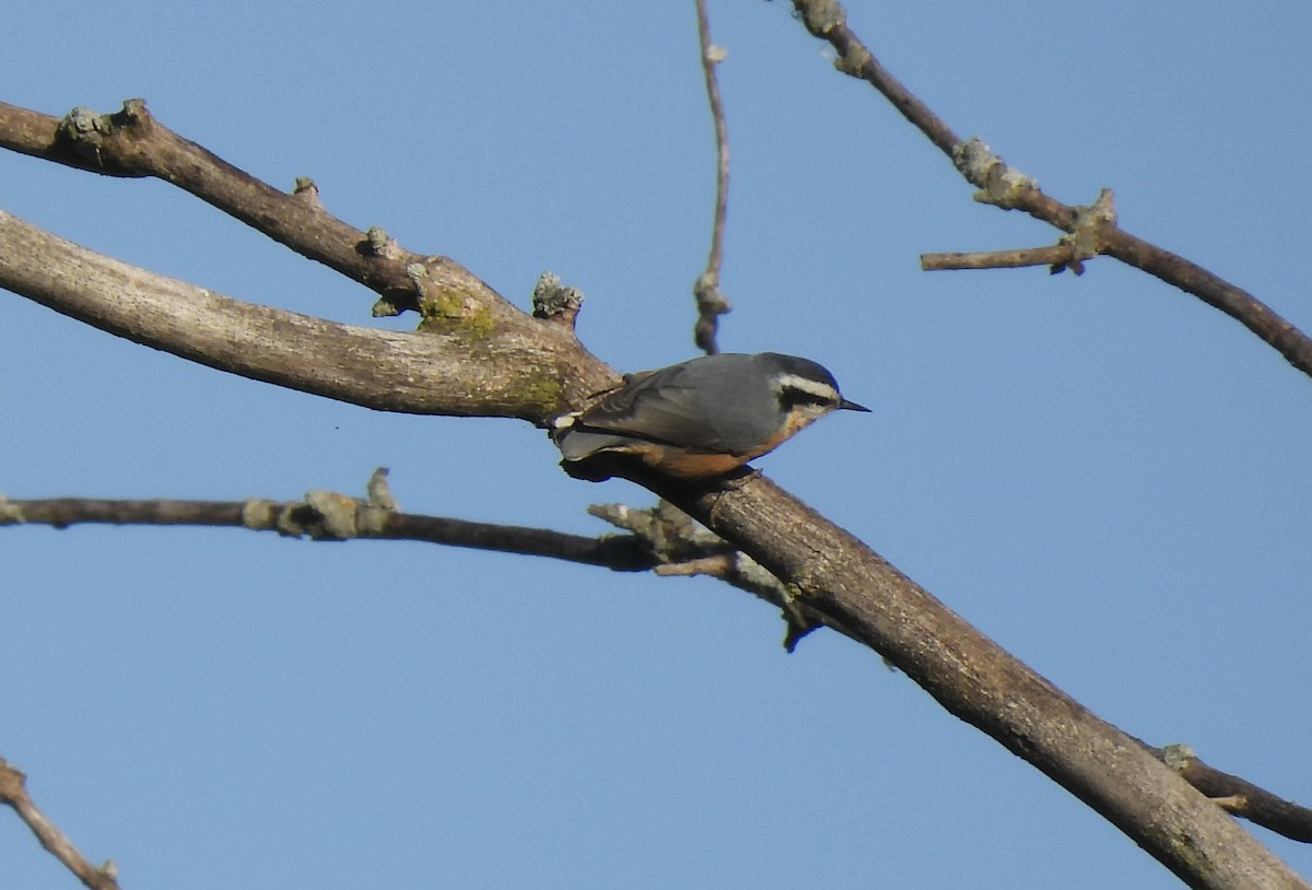 Red-breasted Nuthatch - ML641074761