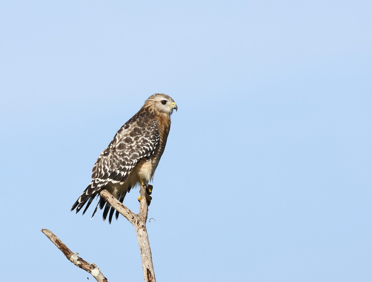 Red-shouldered Hawk - ML641074763