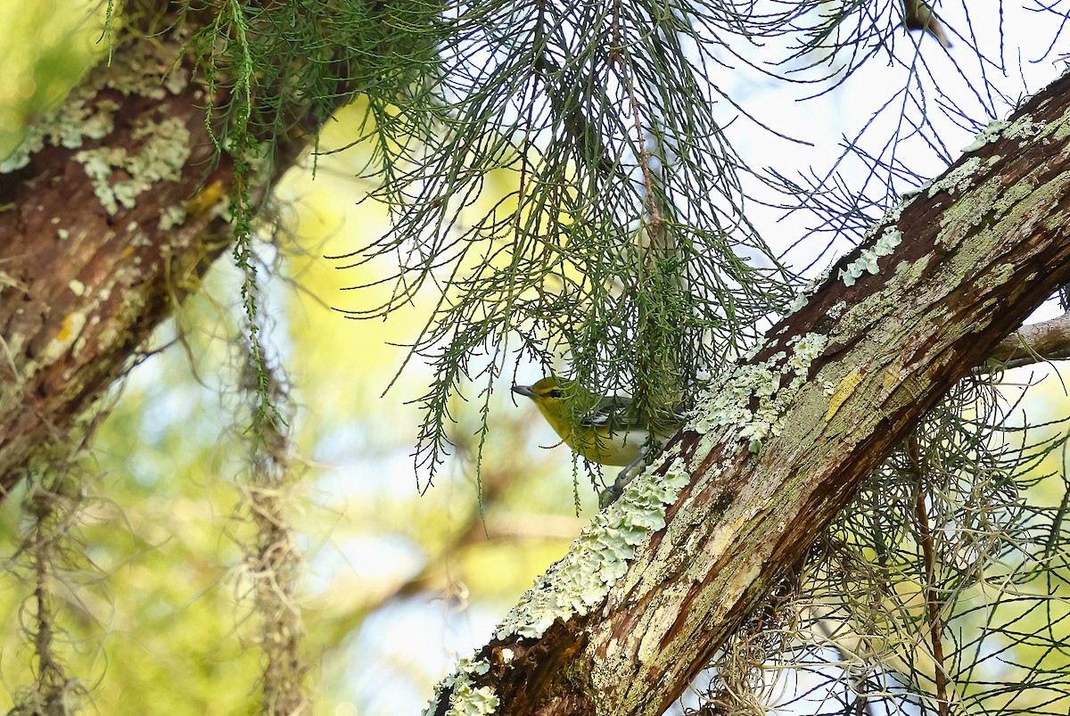 Yellow-throated Vireo - ML641074781