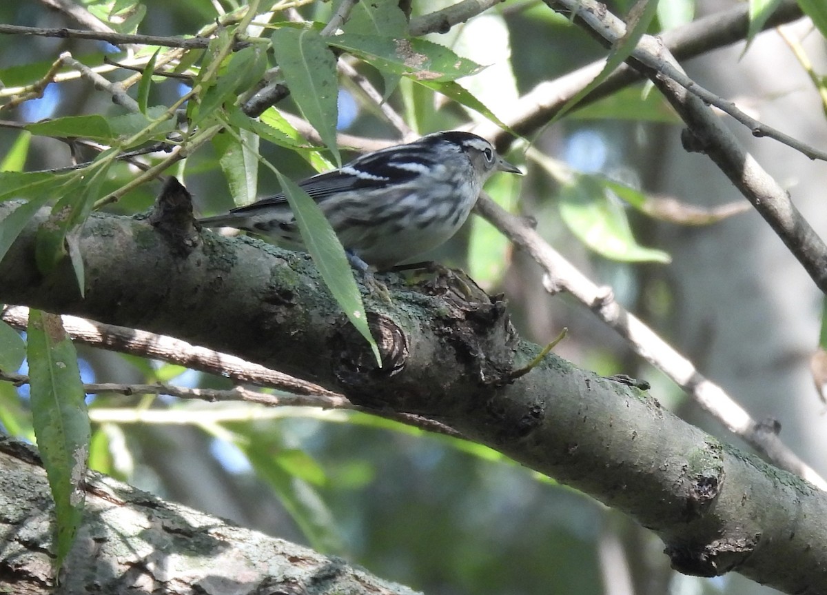 Black-and-white Warbler - ML641074797