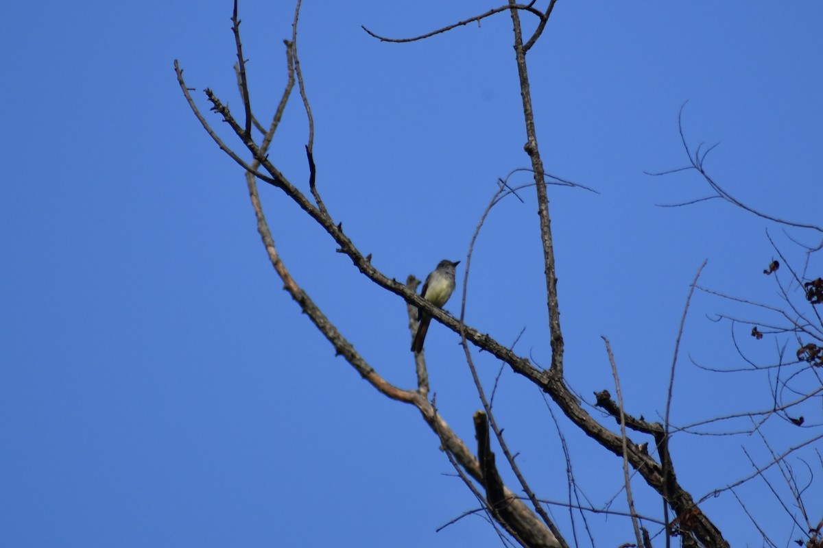 Great Crested Flycatcher - ML641074803