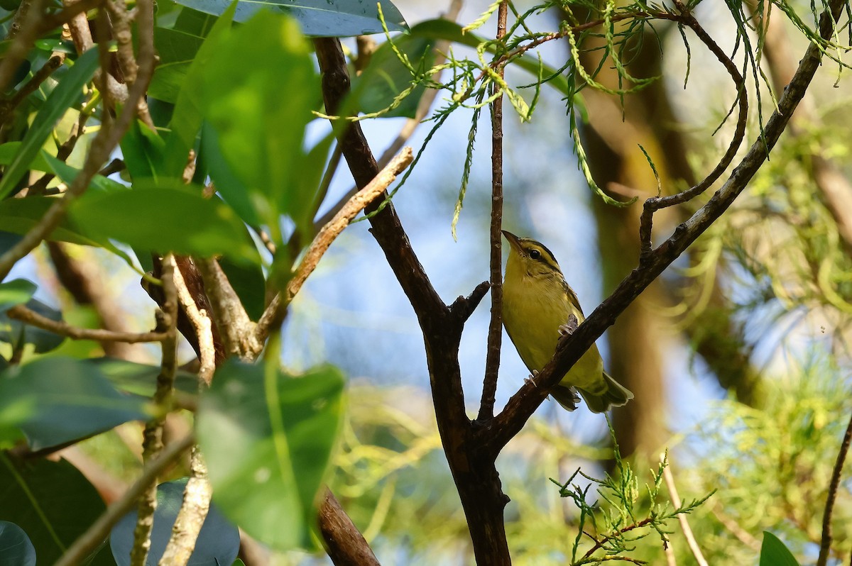 Worm-eating Warbler - ML641074804
