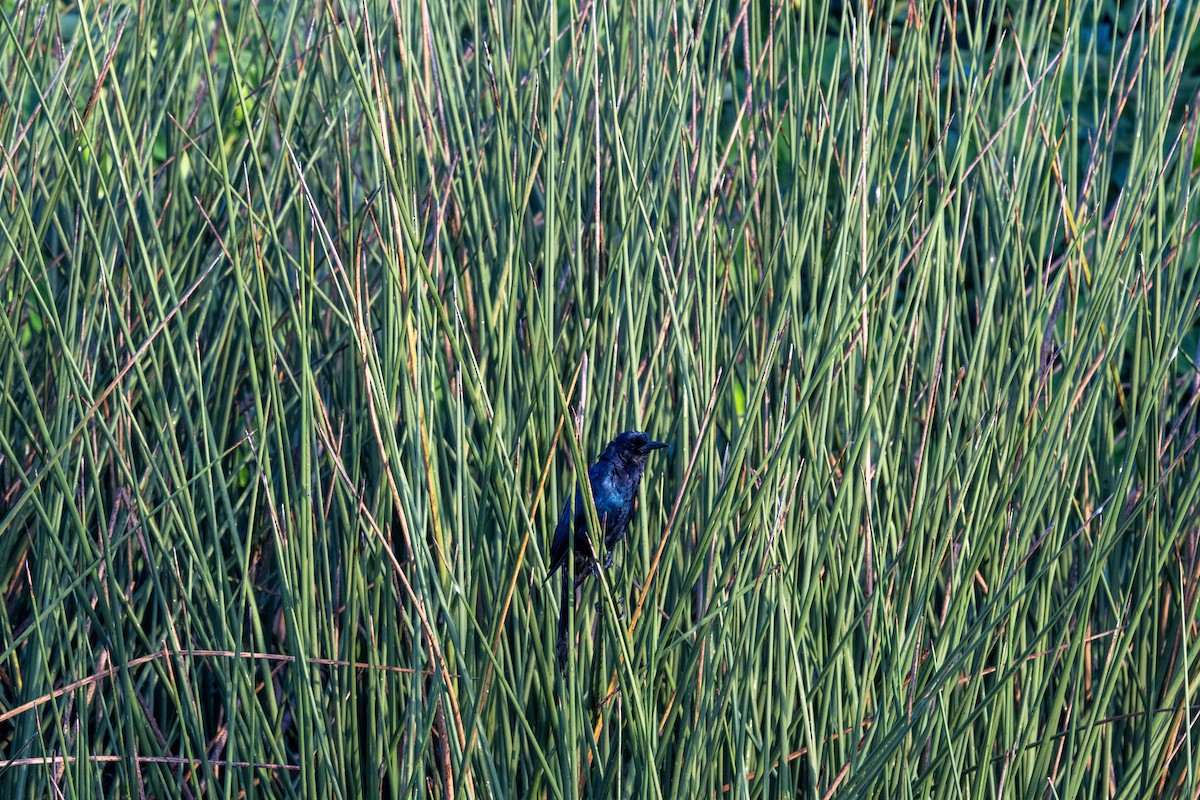 Boat-tailed Grackle - ML641074856