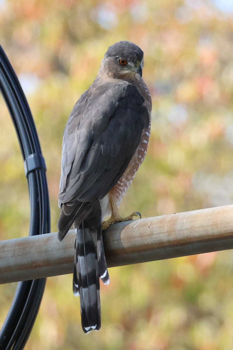 Cooper's Hawk - ML641074857