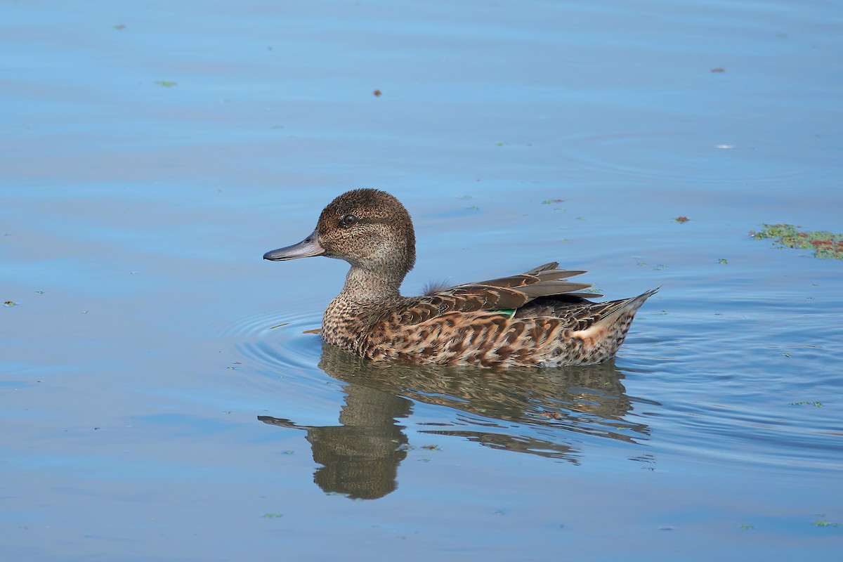 Green-winged Teal - ML641074867