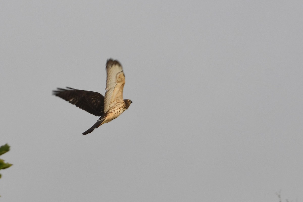 Broad-winged Hawk - ML641074909