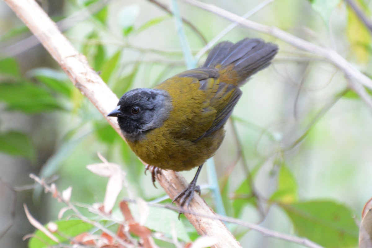 Large-footed Finch - ML64107491