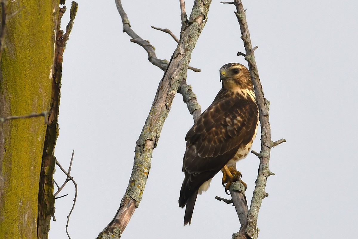 Broad-winged Hawk - ML641074910