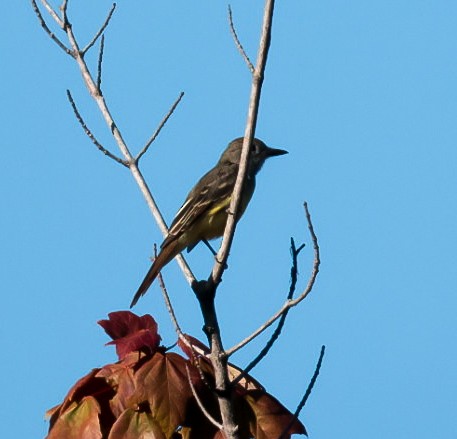 Great Crested Flycatcher - ML641074925