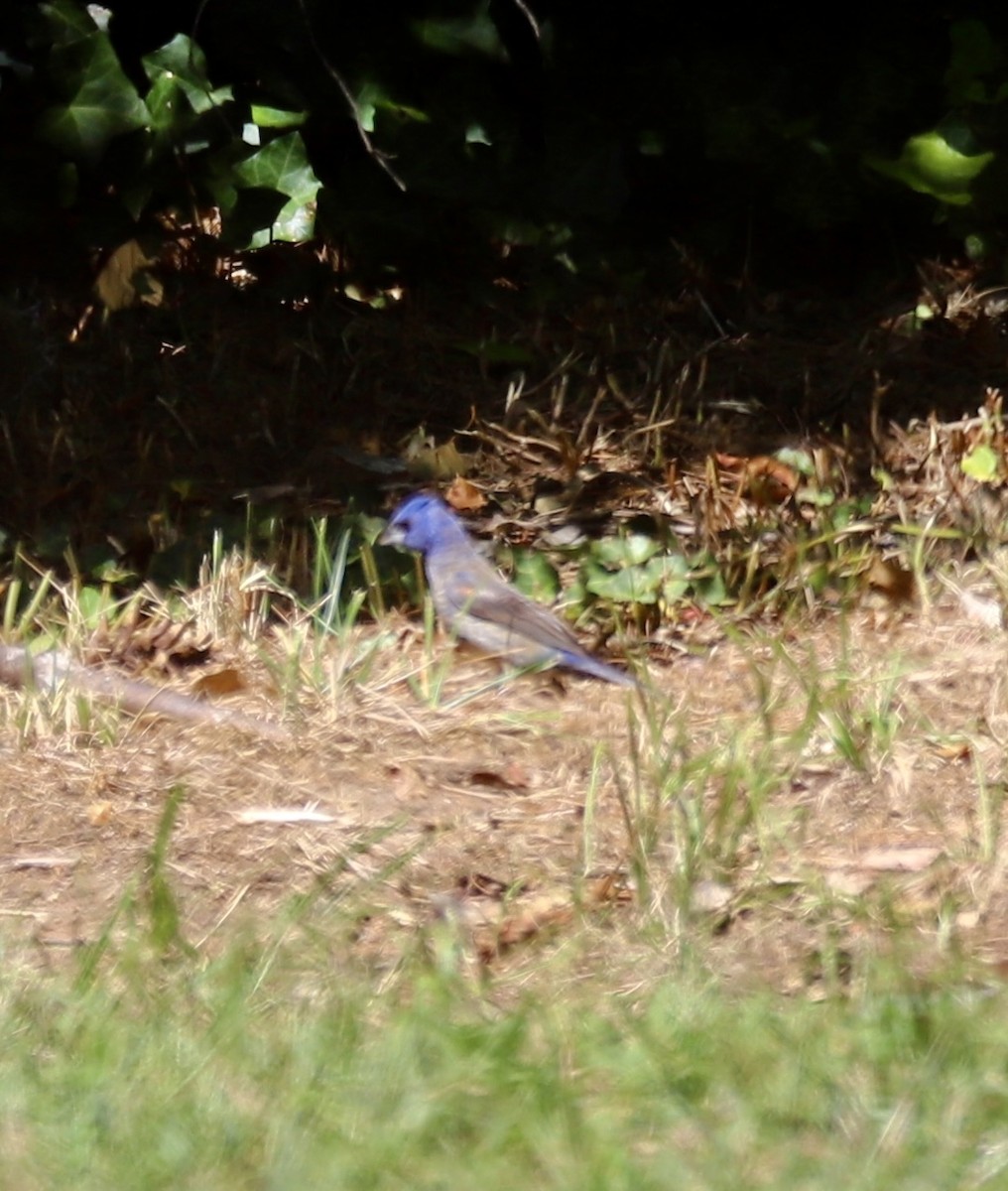 Blue Grosbeak - ML641074930