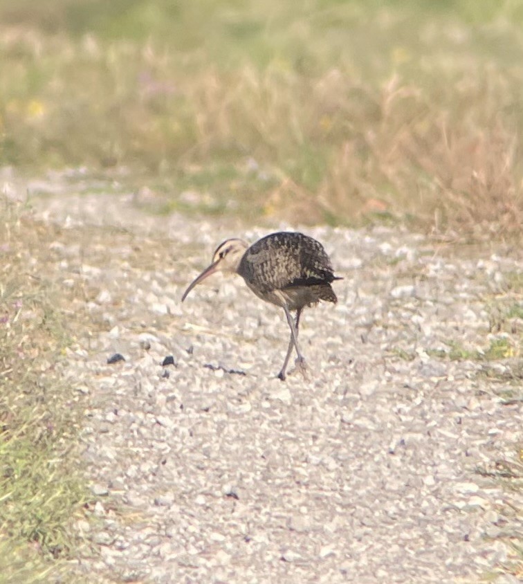 koliha hudsonská - ML641074943