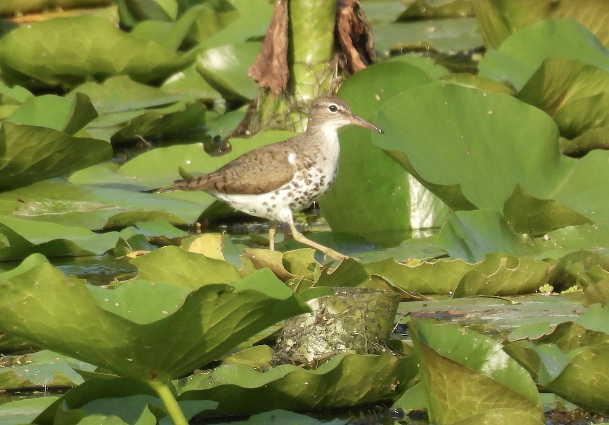 Spotted Sandpiper - ML641074945