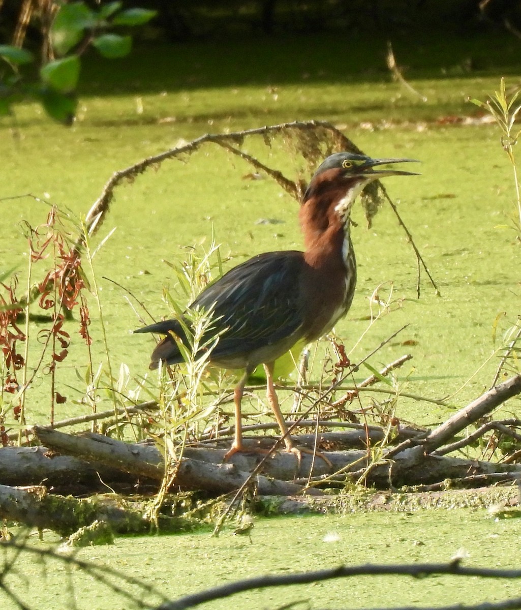 Green Heron - ML641074961