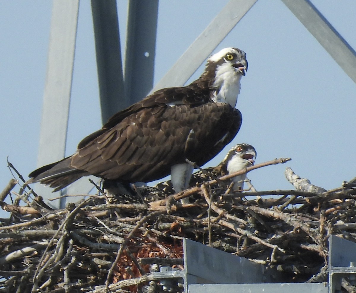 Osprey - ML641074972