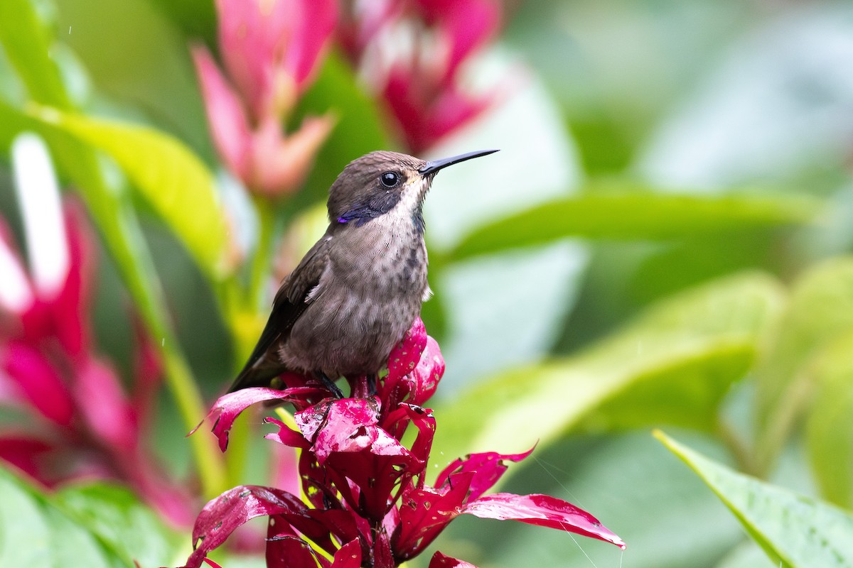 Brown Violetear - ML641074985