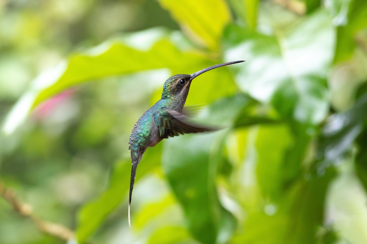 Green Hermit - ML641074987