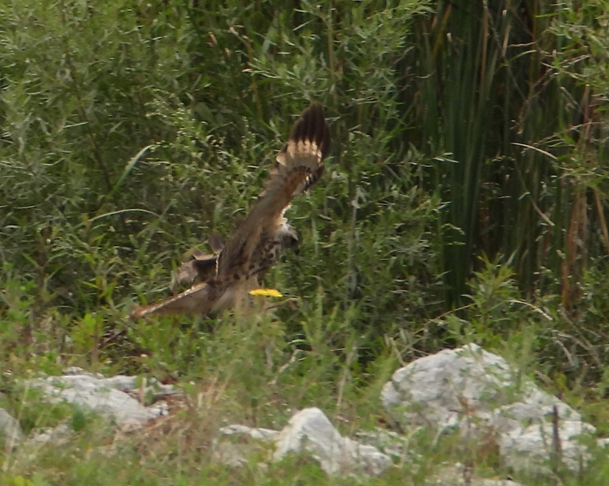 Red-shouldered Hawk - ML641074990