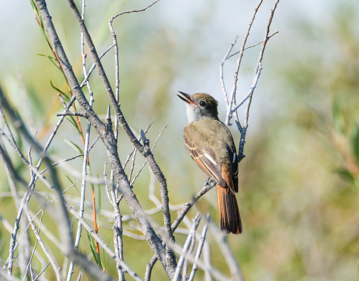 Great Crested Flycatcher - ML641074993